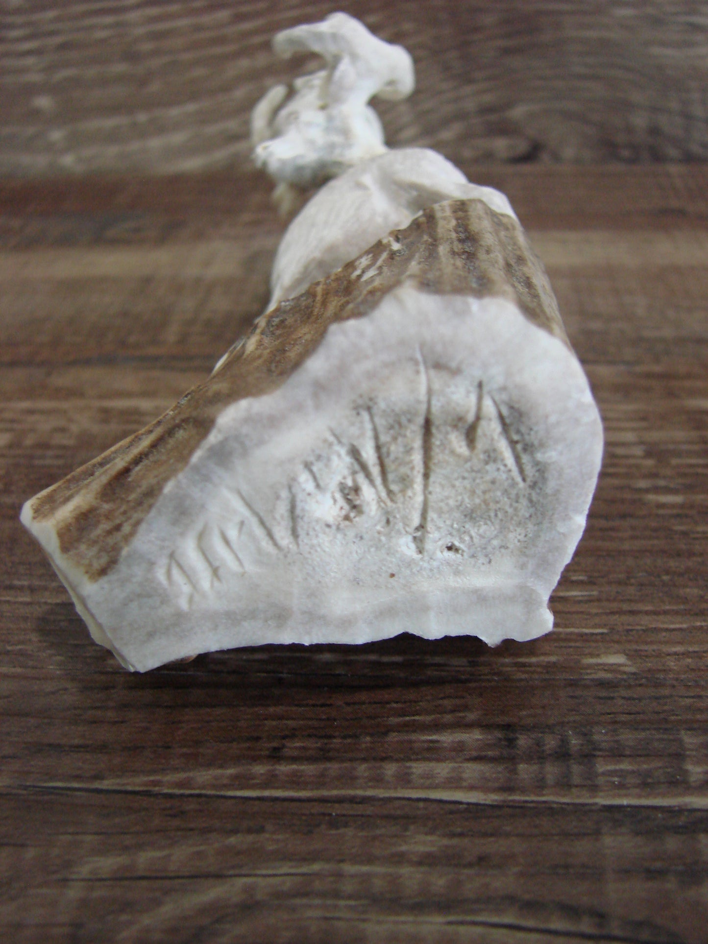 Native American Zuni Indian Hand Carved Deer Antler Fetish- Malie