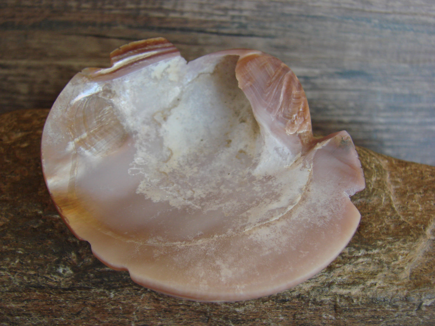 Native American Zuni Indian Shell Frog Fetish by Lunasee