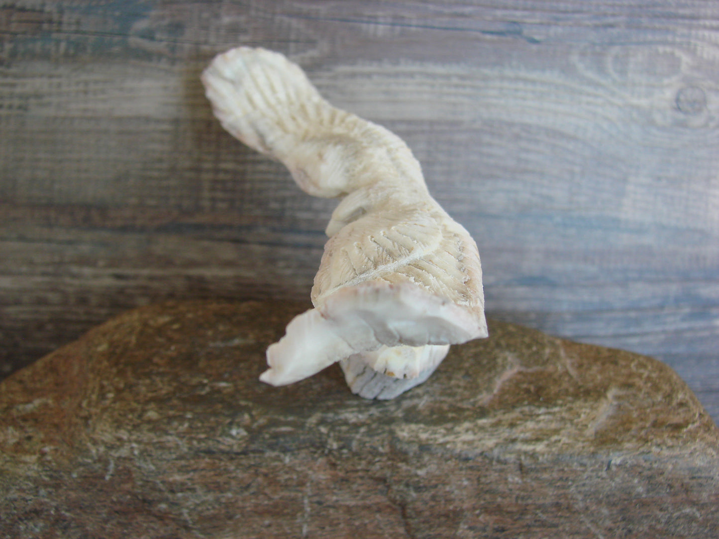 Native American Zuni Indian Hand Carved Antler Eagle Fetish - Malie