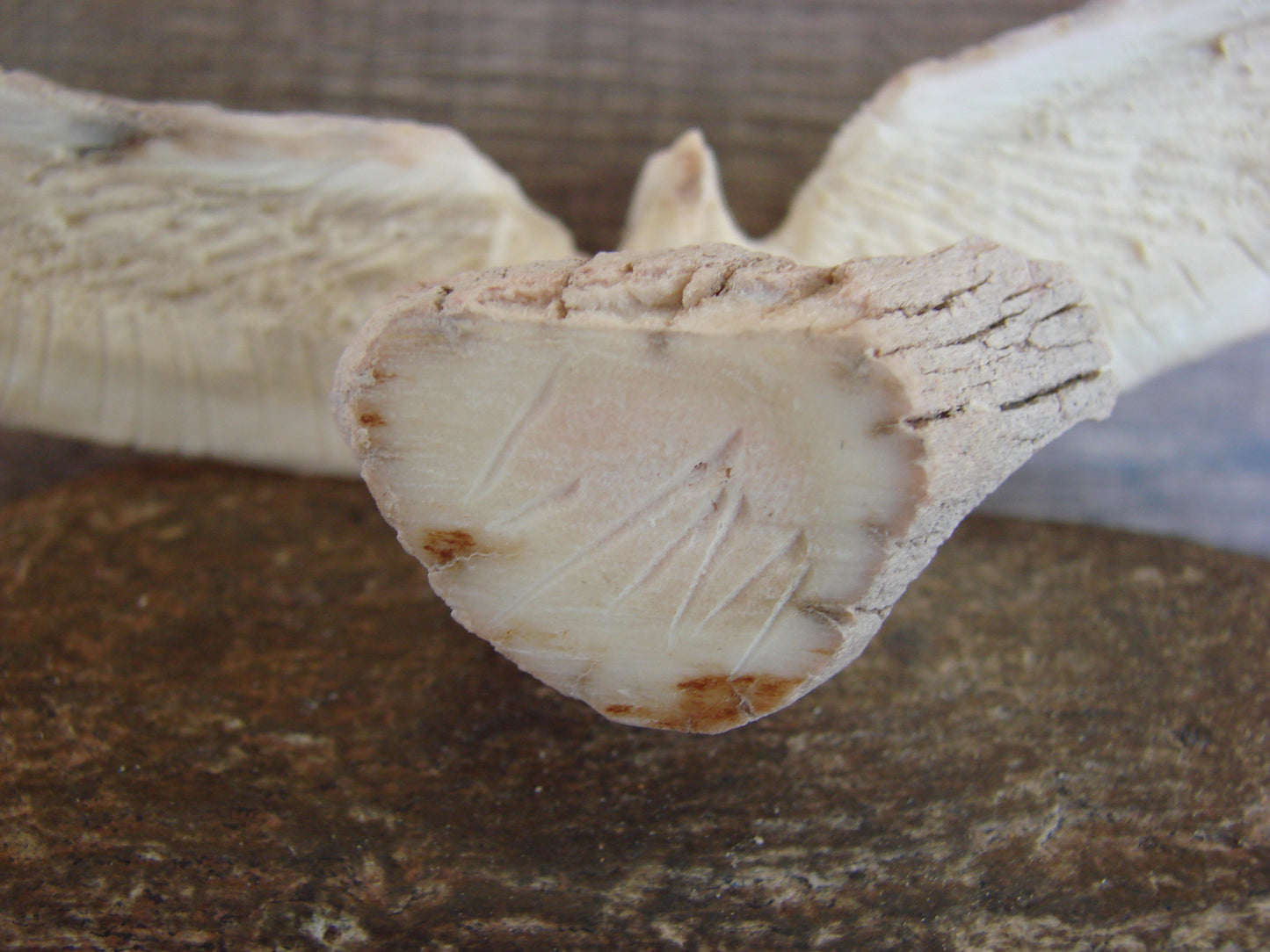 Native American Zuni Indian Hand Carved Antler Eagle Fetish - Malie