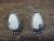 Navajo Sterling Silver & White Buffalo Turquoise Post Earrings - Sheena Jack